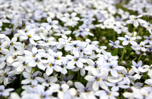 Blue Star Creeper grows in light shade or full sun and features charming blooms in hues of blue and white