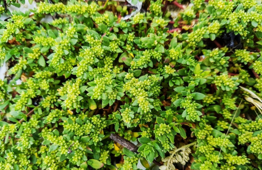 Green Carpet Rupturewort grows well in any soil type, including gravel, and is able to manage heavy traffic easily, making it one of the toughest lawns that anyone can grow