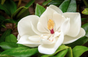 How to Grow Little Gem Magnolia