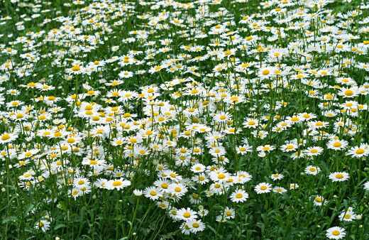 Lawn Chamomile serves as a soft, lush ground cover perfect for sunny areas and a good lawn alternative