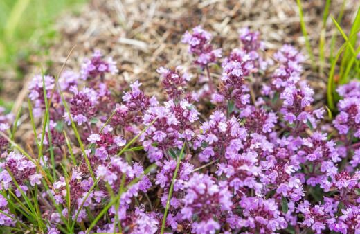 creeping thyme, elfin thyme is studded with vivid lavender and pink flowers through the summer, resistant to drought damage and has multiple uses