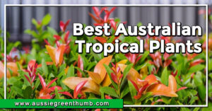 Best Australian Tropical Plants