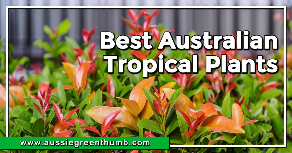 10 Best Australian Tropical Plants AGT