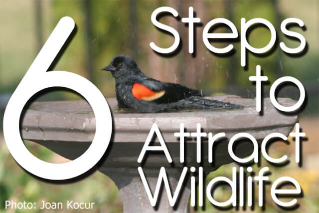6 Steps to Attract Wildlife