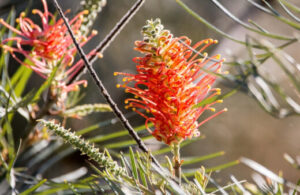 Australian Native Plants Nursery California