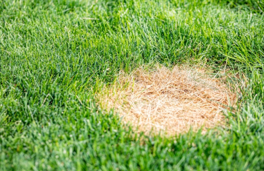Bald grass spots are something that can draw weeds to them right away. Bald grass spots are something that can draw weeds to them right away.