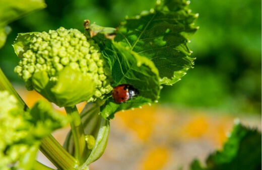 Beneficial bugs are natural pest control Beneficial bugs are natural pest control