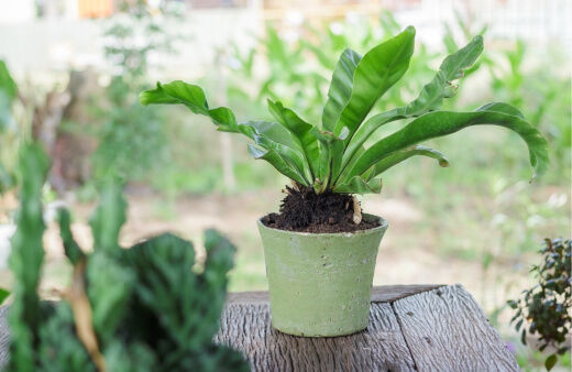 Bird’s Nest Fern is well suited to both container growing and outdoor garden growing