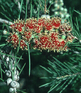 Callistemon Brachyandrus has much sharper and pointier leaves than other varieties of Callistemon