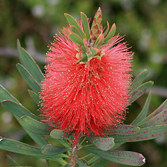Callistemon glaucus grows best in cool or temperate conditions, being native to the South West of Western Australia