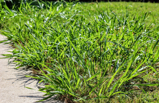 Crabgrass just isn't a weed that is unsightly, it is also, something that can promote soil erosion. Crabgrass just isn't a weed that is unsightly, it is also, something that can promote soil erosion.