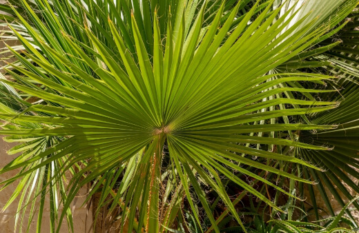 Fan Palm, or Licuala Ramsay, is a spectacular variety of tropical plants in Brisbane