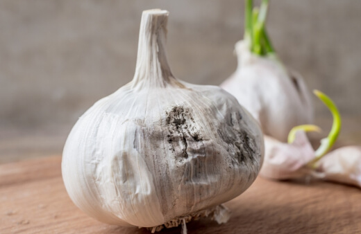 Garlic Growing Problems
