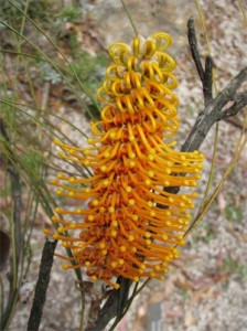 Grevillea Excelsior is a very large growing variety