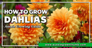 How to Grow Dahlias Aussie Growing Guide