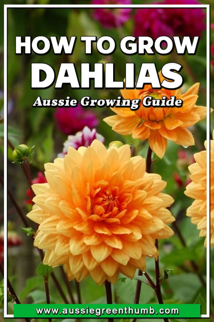 How To Grow Dahlias In Australia | Ultimate Growing Guide - AGT