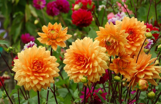 Dahlias are tuberous perennial plants which multiply underground, producing masses of gorgeous colourful firework-like flowers right through summer