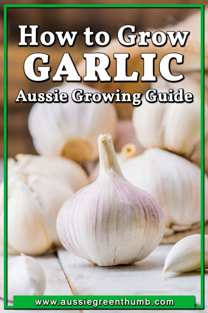 How to Grow Garlic Australian Growing Guide AGT