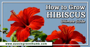 How to Grow Hibiscus Ultimate Guide