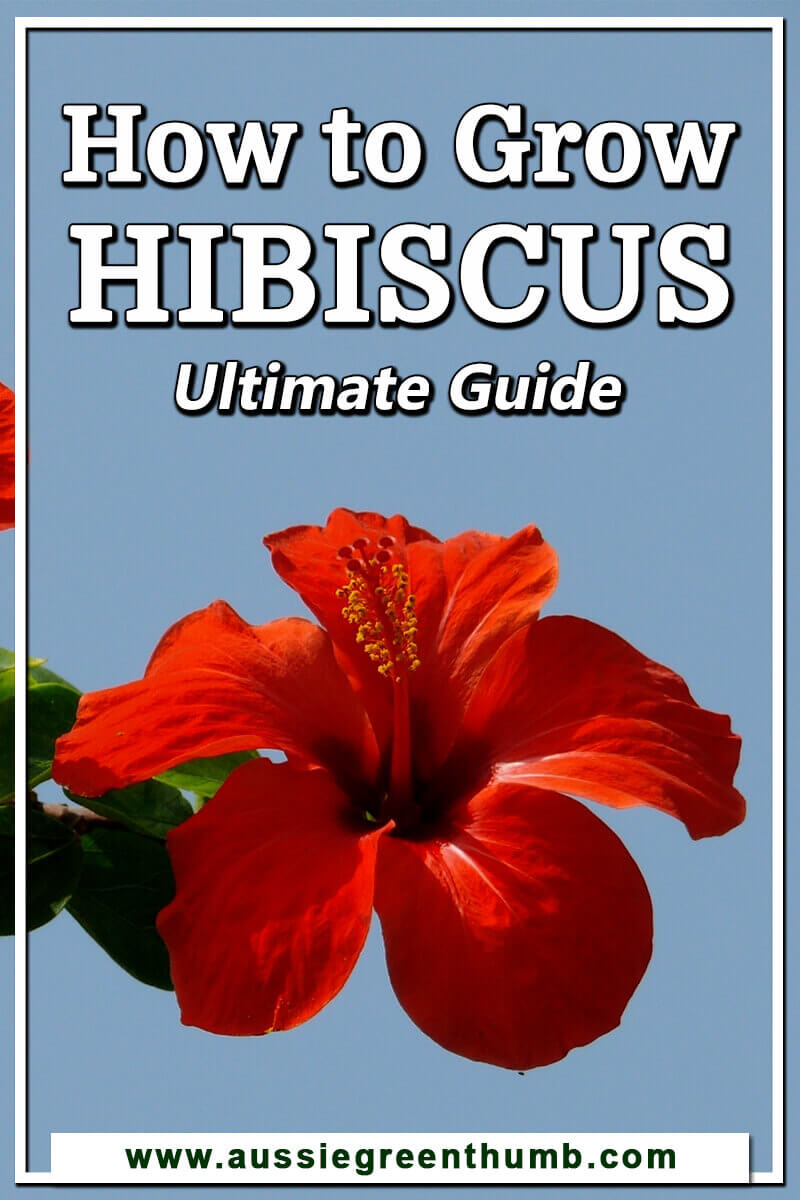 How to Grow Hibiscus Ultimate Guide