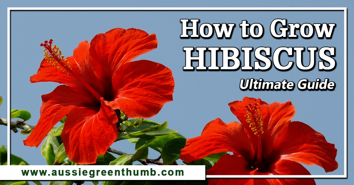 How To Grow Hibiscus In Australia Ultimate Guide Aussie Green Thumb