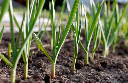 How to grow garlic in Australia