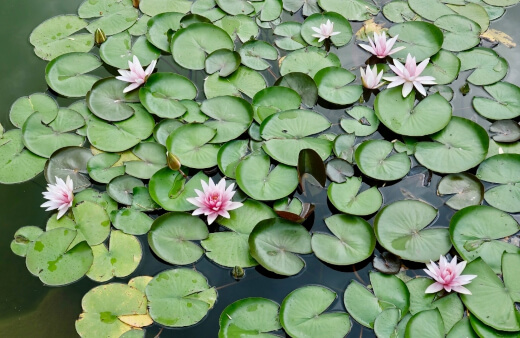 Increasing coverage of the pond’s surface area with floating plants and water lilies will decrease the amount of sunlight available to pond algae.