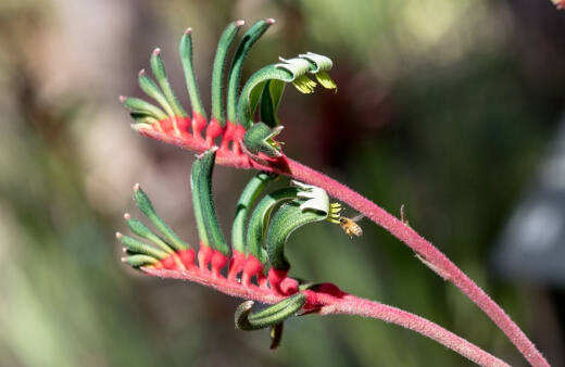 Kangaroo Paw, the floral emblem for Western Australia, is one of the most curious and quirky native plants in Perth