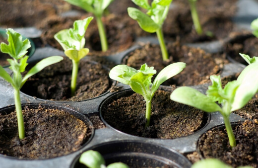 Pros and Cons of Planting Seedlings
