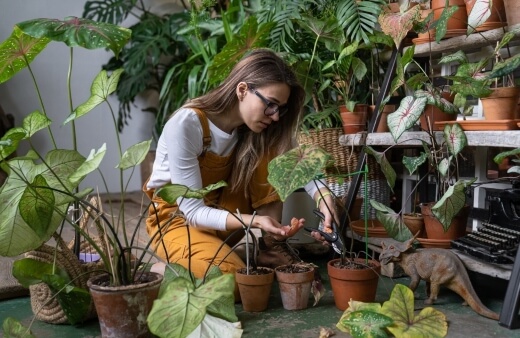 Pruning Indoor Plants Pruning Indoor Plants