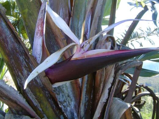 Strelitzia caudata, commonly known as the mountain strelitzia or wild banana in Australia