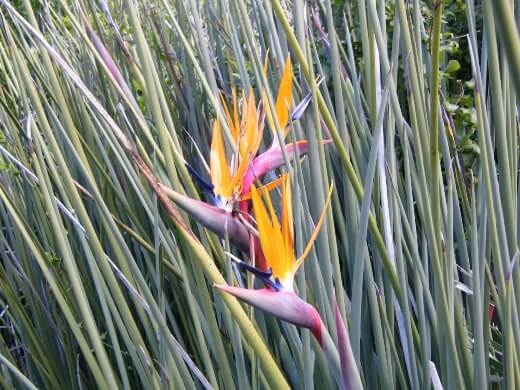 Strelitzia juncea, commonly known as the rush-leaved strelitzia or narrow-leaved bird of paradise in Australia