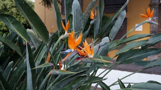 Strelitzia reginae, commonly known as the crane flower, bird of paradise, or isigude in Ngun