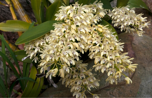 Sydney Rock Orchid are a great option for those looking for a show-stopping floral plant to add to their array of tropical foliage