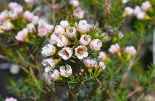 Wax Flower or chamelaucium, is an endemic species to Western Australia and another great choice for those who want to add a floral touch to their tropical landscape