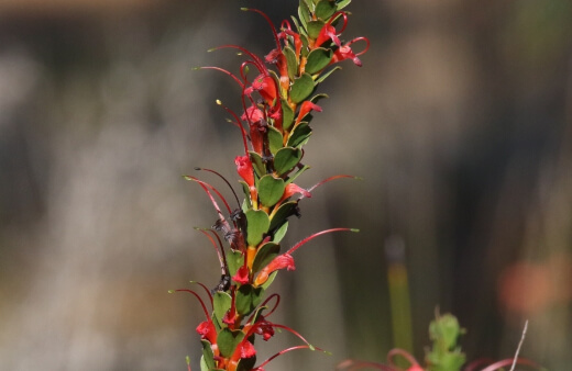 growing adenanthos obovatus