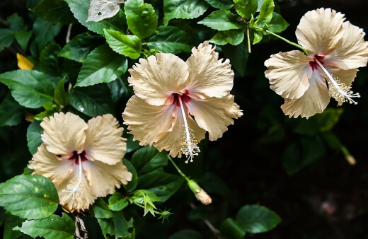 How to Care for Hibiscus