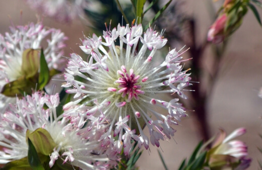 how to grow pimelea spectabilis