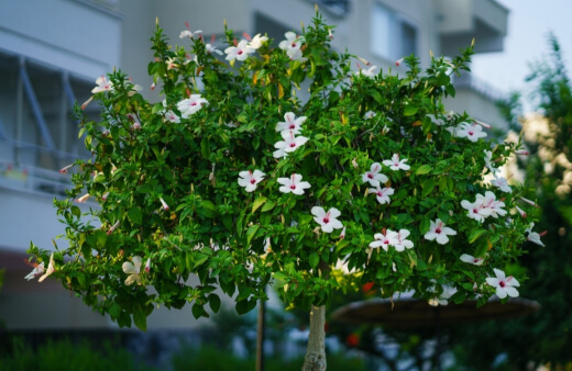 How to Plant Hibiscus