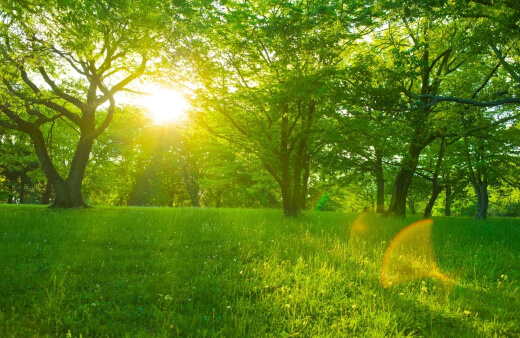lawn problems and solutions australia lawn problems and solutions australia