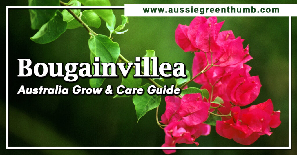 Bougainvillea Australia Grow and Care Guide