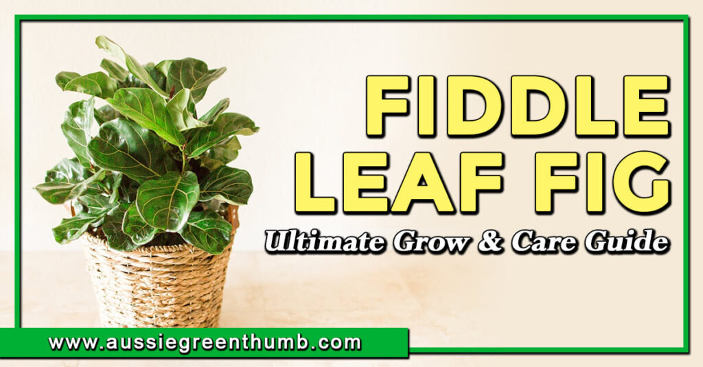 Fiddle Leaf Fig Ultimate Grow & Care Guide