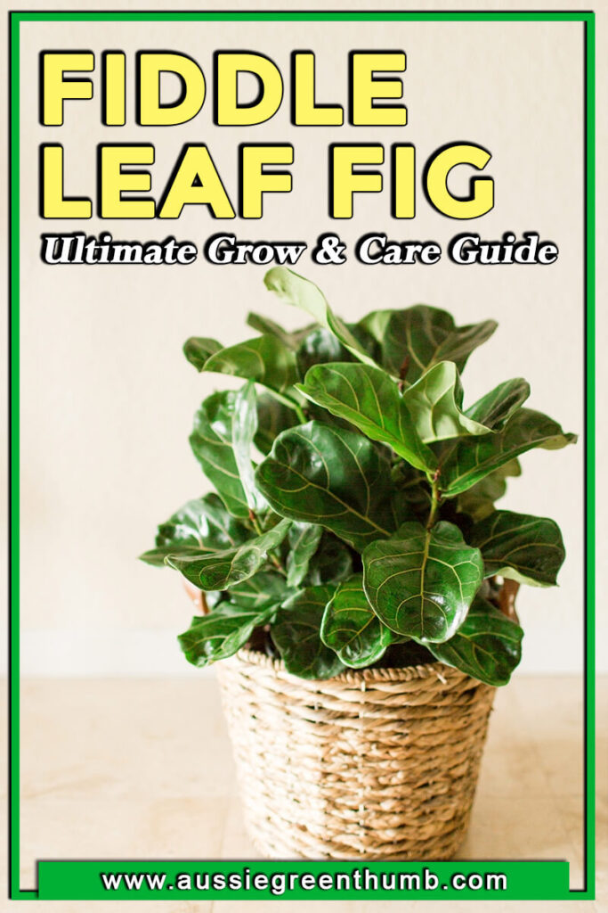 Fiddle Leaf Fig (Ficus lyrata) Grow & Care Guide : AGT