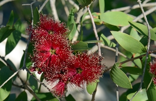 How to Care for Red Flowering Melaleuca