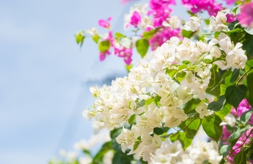 How to Grow Bougainvillea