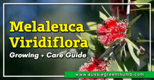 Melaleuca Viridiflora Growing + Care Guide