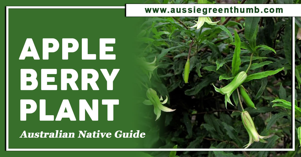 Apple Berry Plant – Australian Native Guide