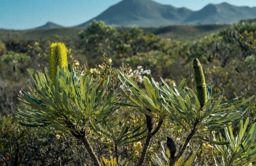Banksia Attenuata, commonly known as the candlestick banksia