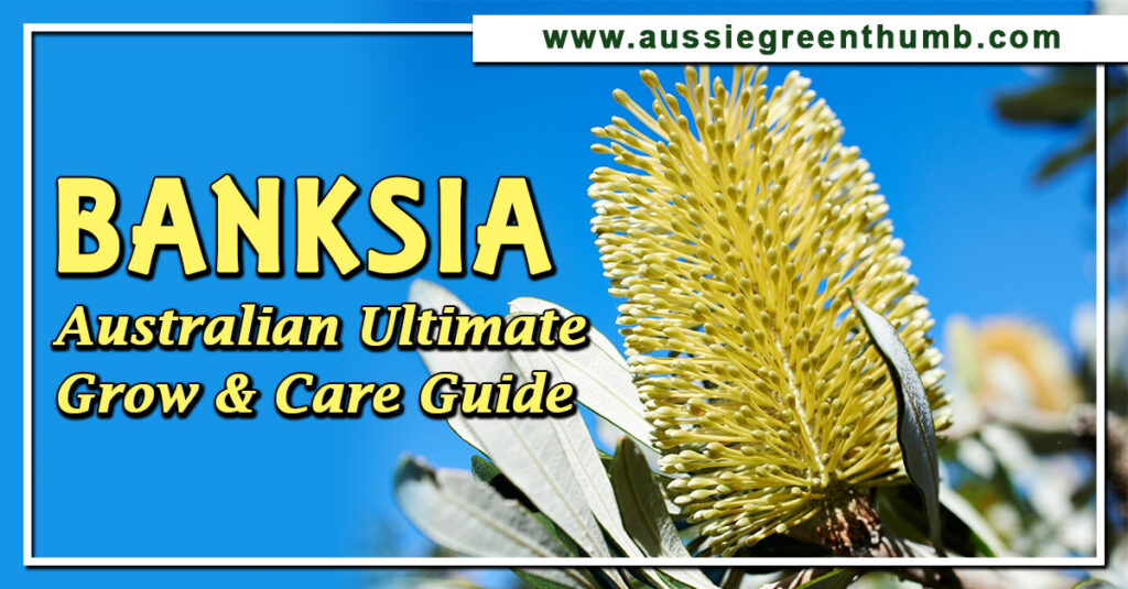 Banksia Australian Ultimate Grow and Care Guide