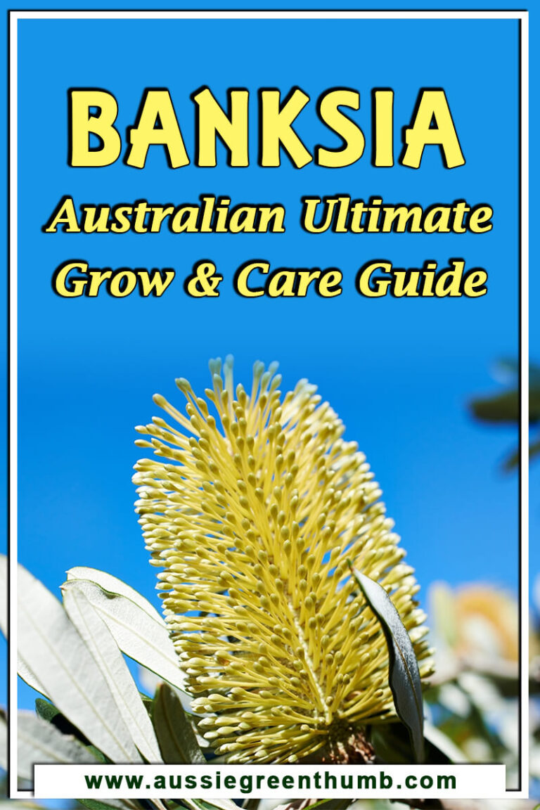 Banksia Australian Ultimate Grow and Care Guide AGT